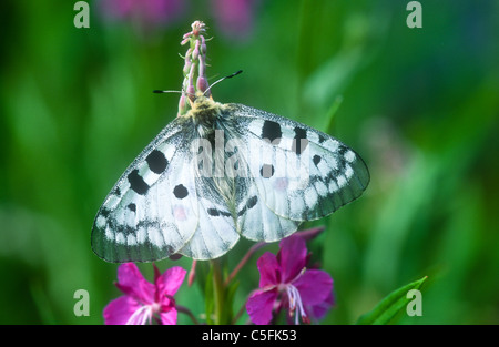 Apollo butterfly, Parnassius apollo, Gran Paradiso National Park, Italy Stock Photo