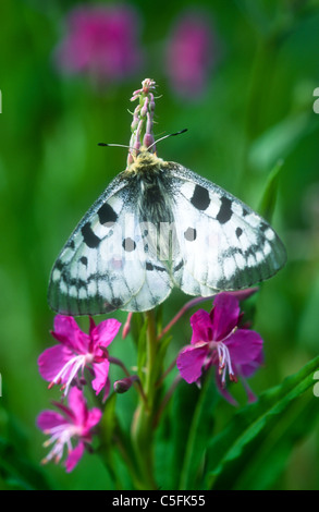 Apollo butterfly, Parnassius apollo, Gran Paradiso National Park, Italy Stock Photo