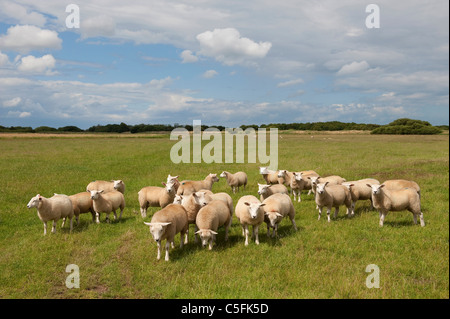 flock of sheep in field at waxham, norfolk, england Stock Photo