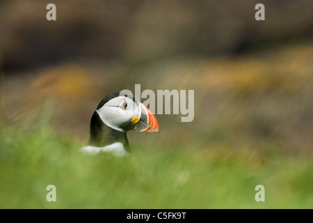 Puffin, Fratercula arctica, emerging from nest burrow, UK. Stock Photo