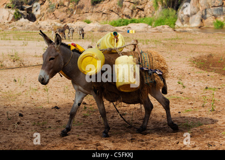 Donkey with water drums on the banks of the Uaso Nyiro River in Kenya Stock Photo