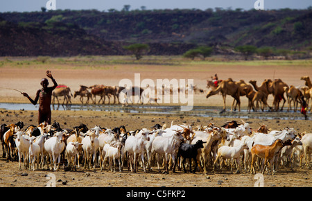 Goats,donkeys and camels at the Koroli springs in the Chalbi desert north of Kenya near the border with Ethiopia. Kenya Stock Photo