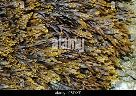 Bladder wrack (Fucus vesiculosus), a brown seaweed, exposed at low tide, UK Stock Photo