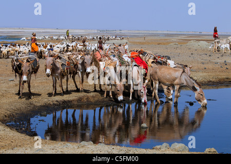 Goats,donkeys and camels at the Koroli springs in the Chalbi desert north of Kenya near the border with Ethiopia. Kenya Stock Photo