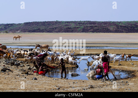 Goats,donkeys and camels at the Koroli springs in the Chalbi desert north of Kenya near the border with Ethiopia. Kenya Stock Photo