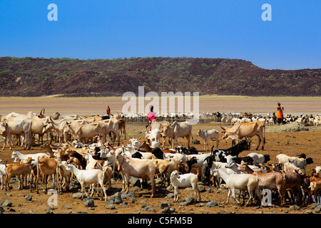 Goats,donkeys and camels at the Koroli springs in the Chalbi desert north of Kenya near the border with Ethiopia. Kenya Stock Photo