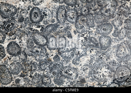 orbicular granite Stock Photo