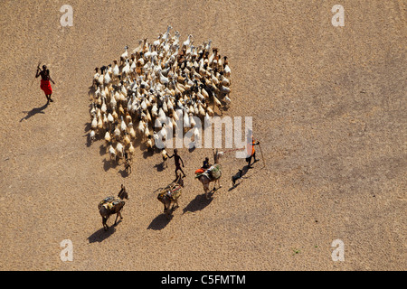 Goats and donkeys at the Koroli springs in the Chalbi desert north of Kenya near the border with Ethiopia. Kenya Stock Photo