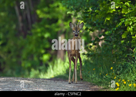 Roe deer (Capreolus capreolus), young buck with antlers covered in velvet on path in forest in spring, Germany Stock Photo