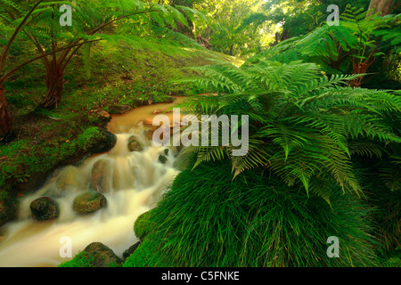 Stream of thermal ferrous waters and lush green vegetation in Terra Nostra Park. Furnas, Sao Miguel island, Azores, Portugal Stock Photo