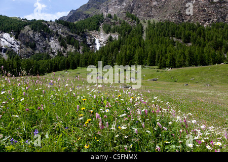 In June, an alpine pasture in the Aosta valley (Italy). La prairie alpine en Juin dans le Val d'Aoste (Italie). Stock Photo