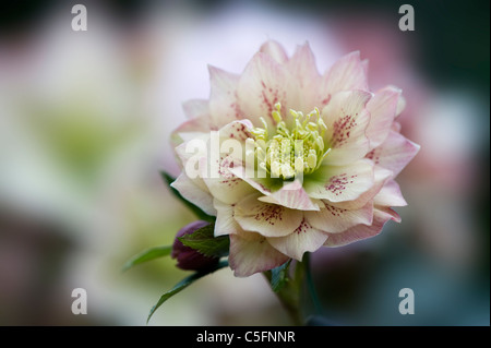 A single pink Hellebore flower - Helleborus Orientalis the Christmas rose or Lenten Rose, image taken against a soft background Stock Photo