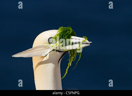 northern gannet (Morus bassanus) single adult at nest with feather and nesting material in its beak, Bass Rock, Scotland, UK Stock Photo