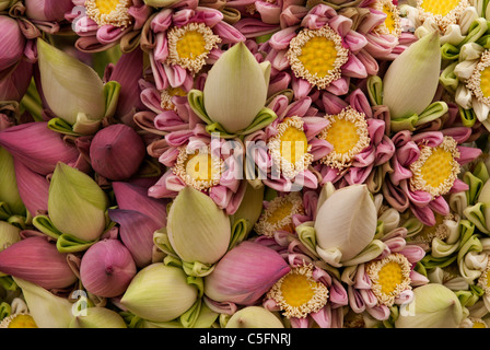 Bunches of lotus flowers and buds Stock Photo