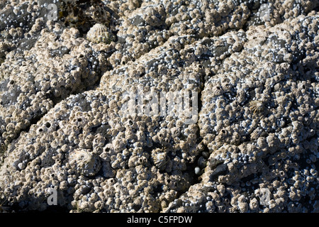 Common Limpets and Acorn Barnacles Rubha Ardnish Beach Breakish Broadford Isle of Skye Scotland