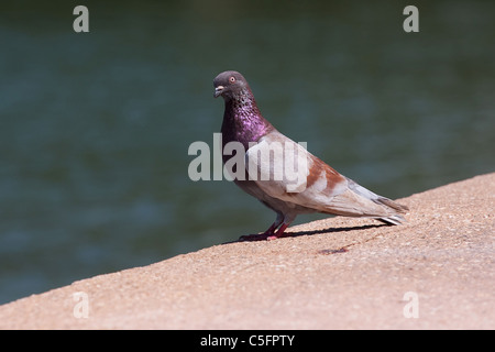 Dove Peace Sky Pigeon White Mobile Wallpaper | Dove pictures, Dove images,  Bird wallpaper