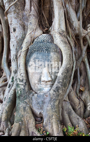 Buddha Head Stuck in Roots, Wat Phra Mahathat, Ayuthaya, Thailand Stock Photo