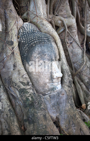 Buddha Head Stuck in Roots, Wat Phra Mahathat, Ayuthaya, Thailand Stock Photo