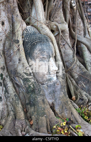 Buddha Head Stuck in Roots, Wat Phra Mahathat, Ayuthaya, Thailand Stock Photo