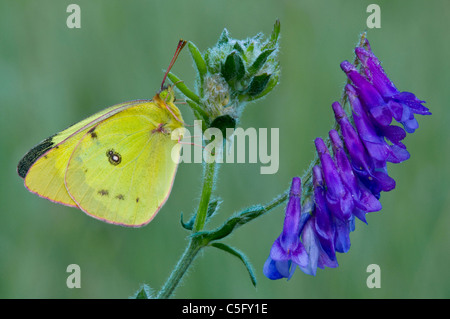 Clouded Sulphur Butterfly Colias philodice perched on Cow Vetch Vicia cracca Michigan USA Stock Photo