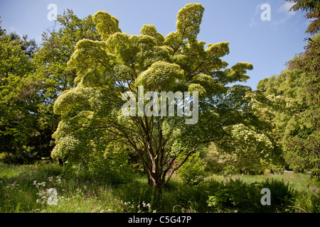 Cornus Kousa tree Stock Photo