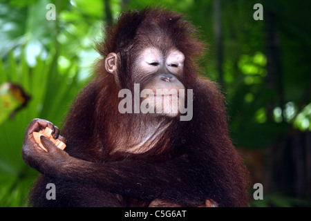 Orangutan at Lok Kawi wildlife park Kota Kinabalu Sabah Borneo Malaysia Stock Photo