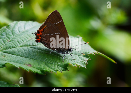 White-letter Hairstreak butterfly sitting on a leaf. Stock Photo