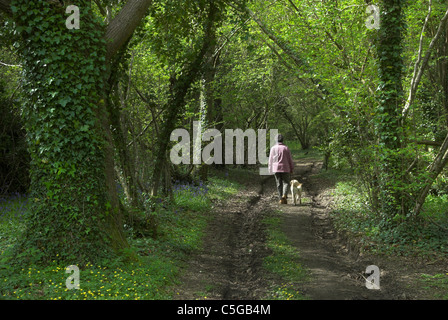Ashley Wood, Dorset Wildlife Trust reserve, in spring, with a lady walking her dog UK Stock Photo
