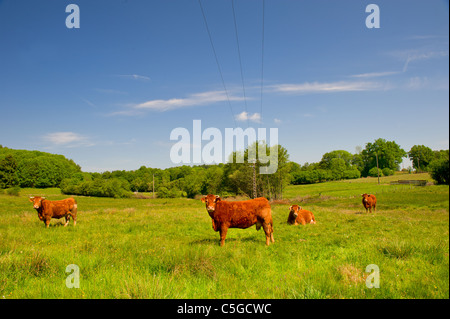 Brown Limousin cow as typical breed in France Stock Photo