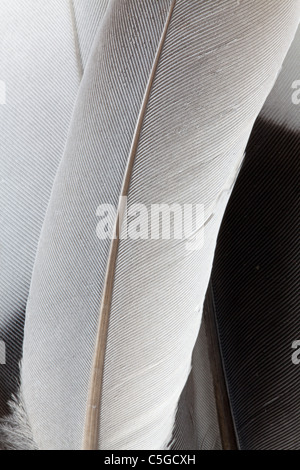 Fluffy bird feathers falling on light blue background Stock Photo - Alamy