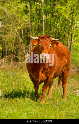 Brown Limousin cow as typical breed in France Stock Photo