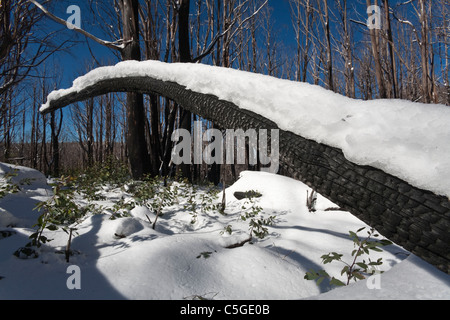 Snow gums after the Black Baturday bushfire in Marysville Victoria Stock Photo