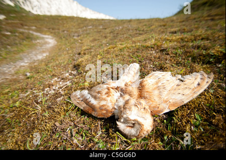 Dead Barn Owl Tyto alba UK Stock Photo