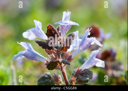 Ground Ivy Glechoma hederacea Kent UK Stock Photo