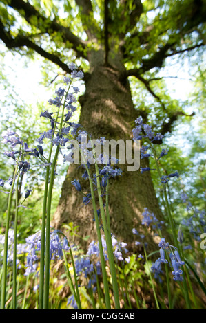 Bluebell woodlands Hyacinthoides non-scriptus Stockbury Hill Woodland UK Stock Photo