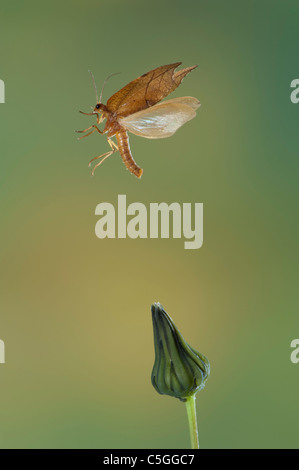 Lacewing Drepanepteryx phalaenoides Neuroptera UK Stock Photo