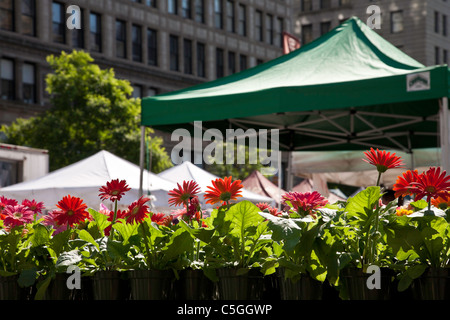 Flower Flats, Union Square Greenmarket, NYC Stock Photo