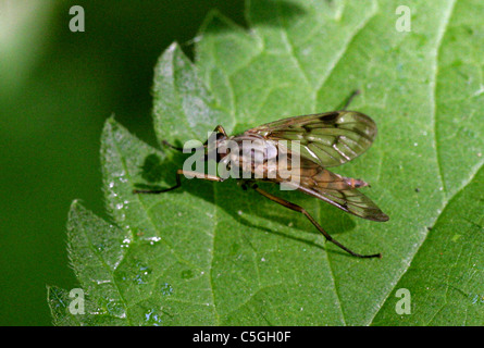 Downlooker Snipe Fly, Rhagio scolopaceus, Rhagionidae, Diptera. Female. Stock Photo
