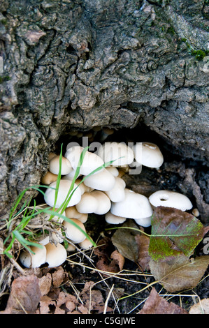 Mushrooms. Agrocybe Aegerita (Poplar Mushroom). Stock Photo