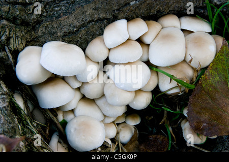 Mushrooms. Agrocybe Aegerita (Poplar Mushroom). Stock Photo
