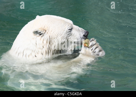 polar bear eating cantaloupe Stock Photo