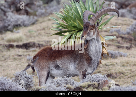 Walia ibex, Capra walie, critically endangered mountain goat, Semien Mountains Ethiopia Stock Photo