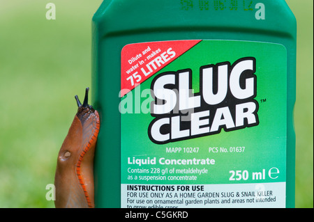 Arion ater agg . Orange slug variety of large Black Arion slug on a bottle of garden liquid slug killer Stock Photo