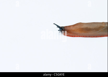 Arion ater agg . Orange slug variety of large Black Arion slug on white background Stock Photo