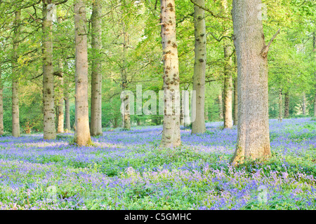 Bluebell woodland at Blickling in the Norfolk Countryside Stock Photo