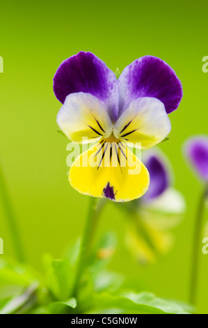 wild pansy Stock Photo