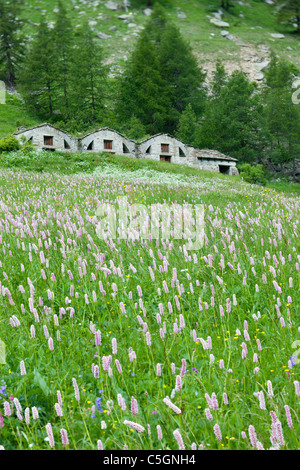 Alpine meadow with bistort and other wild flowers, Valsavarenche, Italian Alps Stock Photo