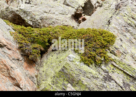 Common juniper, Alpine juniper, Juniperus communis alpina, Valgrisenche, Italy Stock Photo