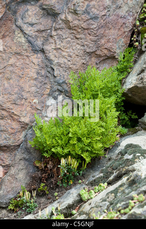 Parsley fern, Cryptogramma crispa, Valgrisenche, Italian Alps. Also occurs in the UK. Stock Photo