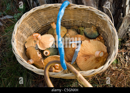Mushrooms. Lactarius Deliciosus ( Chanterelles). Stock Photo